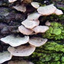 mossy bark source image